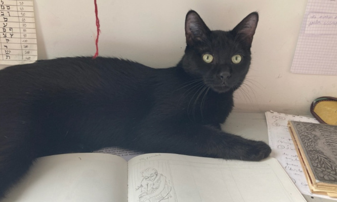 POUR QUE L'ON ME RENDE MON CHAT RUBIS