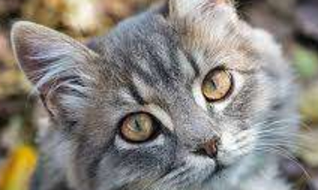 Interdiction de dons d'animaux sur les réseaux sociaux