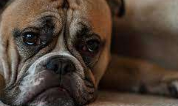 Narcos : sauvez mon chien de l'euthanasie