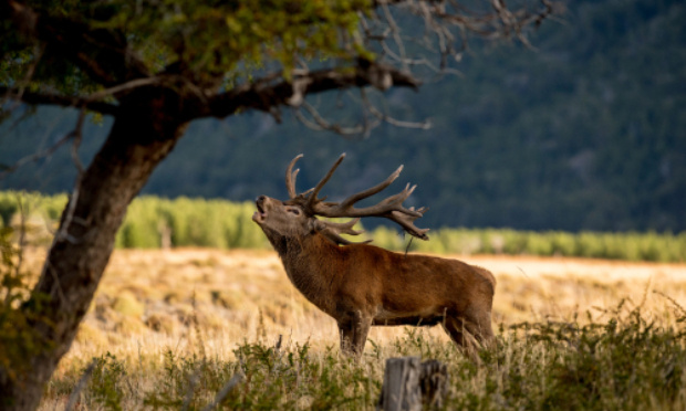 CONTRE LA CHASSE DU GIBIER A GRANDES PATTES PENDANT LE BRAME