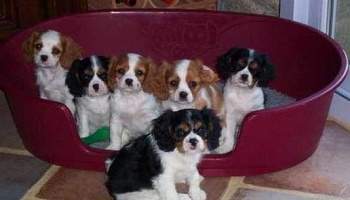 Campagne : interdiction de vendre une portée de chiots complète aux particuliers