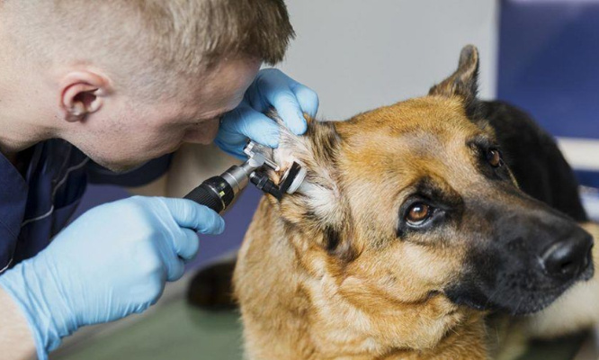 Pour une réglementation des tarifs vétérinaires