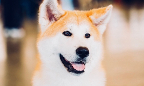 Sauvons un chien Akita Inu de l'euthanasie en Gironde ! URGENT!