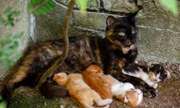 Campagne de stérilisation et soin des chats errants