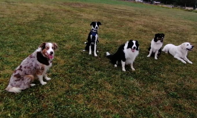 Pour la création d'un espace réservé aux chiens (aire d'ébats) à Kingersheim