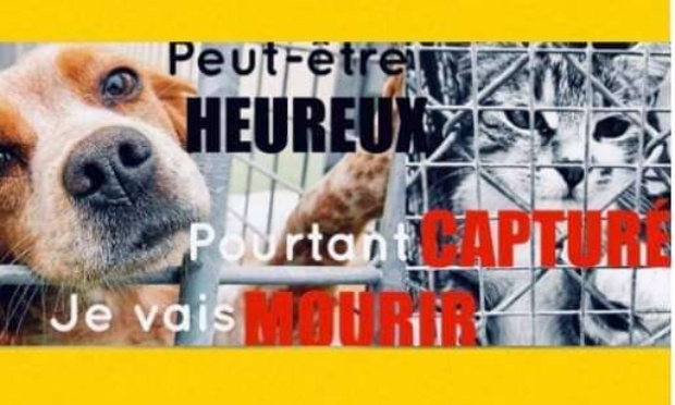 CAPTURES EN MASSE  EUTHANASIES ABUSIVES