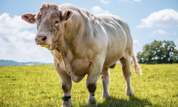 Sauver le taureau qui s'est échappé de l'abattoir et lui permettre de finir sa vie naturellement et en paix !