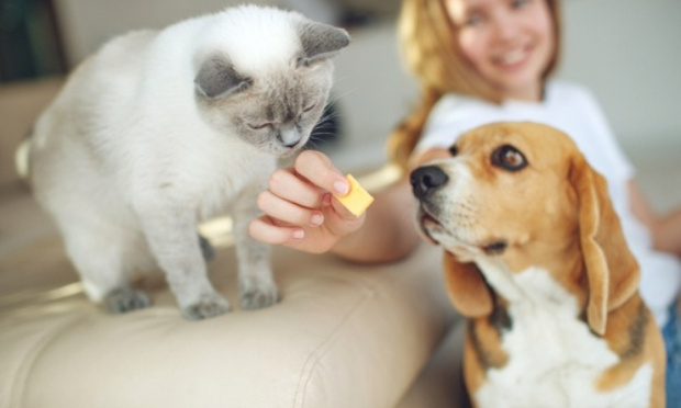 Pour la fin des abandons de nos amis les bêtes