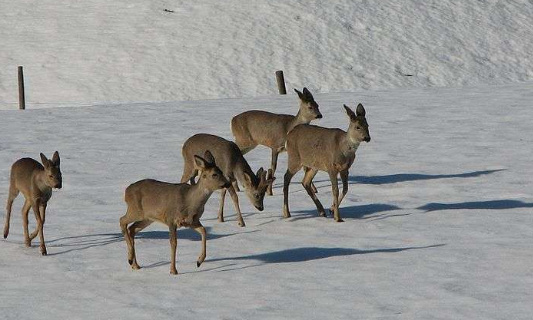 Pour une interdiction de la chasse en enclos en France
