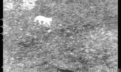 NON au massacre des FéLINS ABANDONNéS AU NOM DE LA BIODIVERSITé.