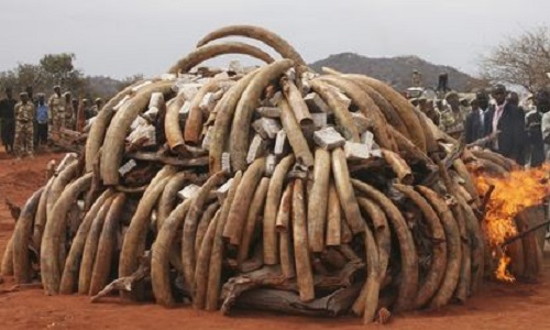 Lutter contre le braconnage