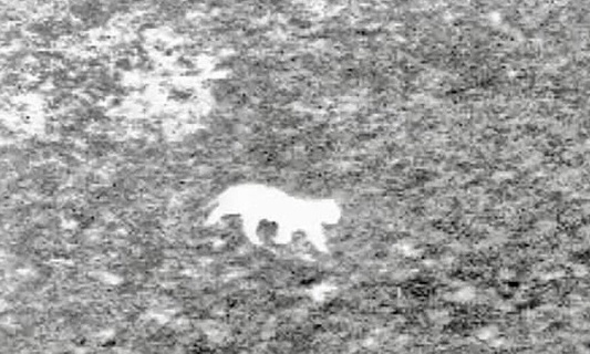 Sauvons le félin d'Auxi-le-Château en liberté dans le Pas-de-Calais !!!