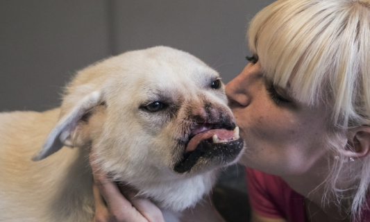mettre fin à l'enfer de la cruauté animale
