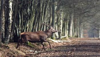 Interdiction de la chasse le dimanche
