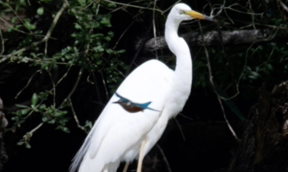 Arrêt de la procédure de vente de l'étang de Bouzaire et réhabilitation de cet espace protégé