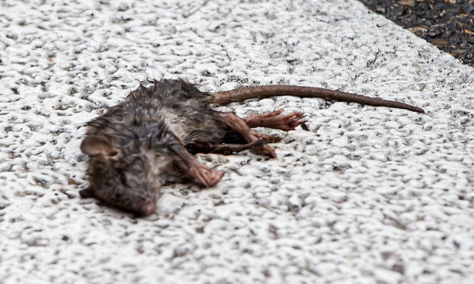 Interdire l'utilisation de raticide dans la commune de Grande-Synthe