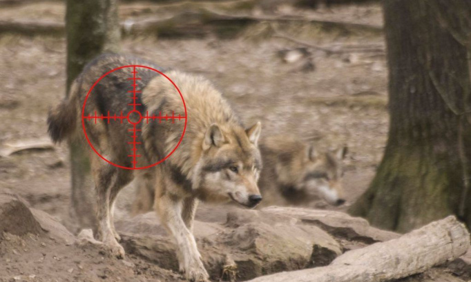 Contre le massacre des loups aux USA .. agissez avant qu 'il ne soit trop tard !