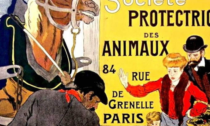 Les sauveur des annimaux