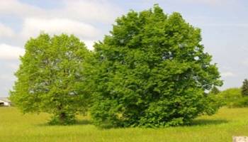 Retrait du projet d'abattage de 110 tilleuls