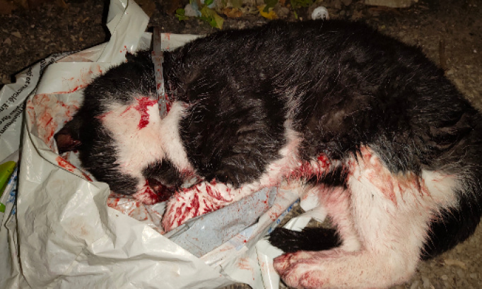 Protégeons nos enfants et nos animaux, pour l'installation de ralentisseurs  rue de la cabotiére