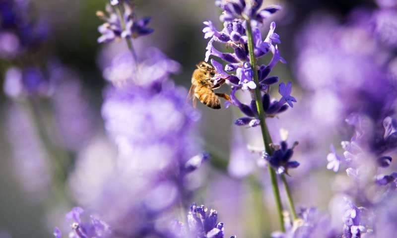 Huiles essentielles en danger : sauvons notre patrimoine naturel !
