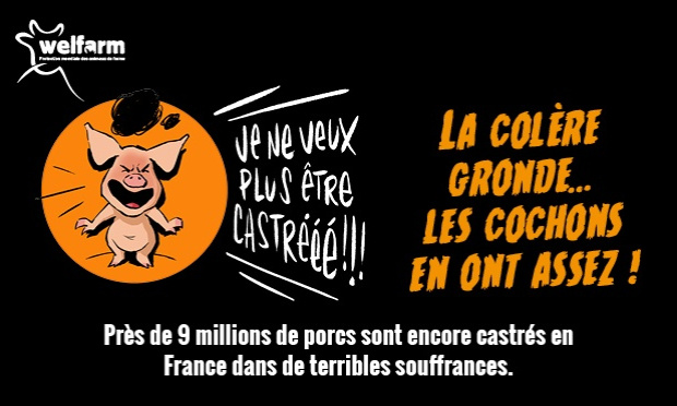 Exigeons l'arrêt pur et simple de la castration des porcelets
