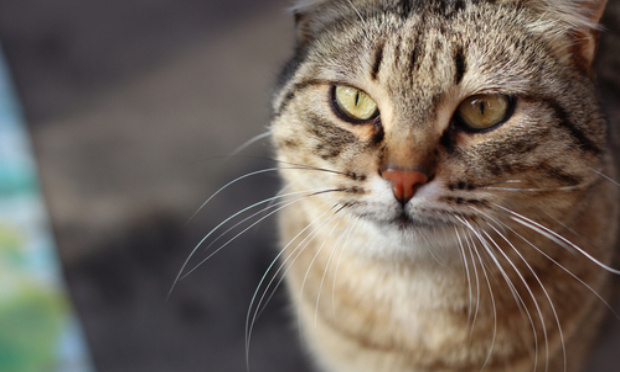 Sauvons le chat Loki coincé dans un appartement des Ardennes depuis le 18 septembre