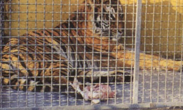 Stop aux animaux dans les cirques