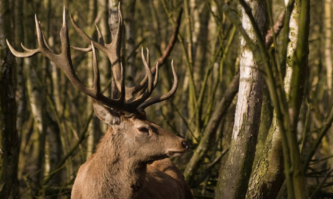 UN CARNAGE DE PLUS DES CHASSEURS