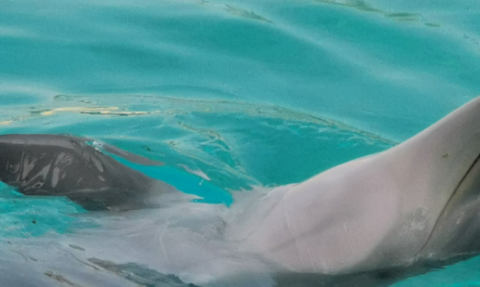 Non &agrave; la fermeture des delphinariums et zoos et parc aquatiques et parc animaux
