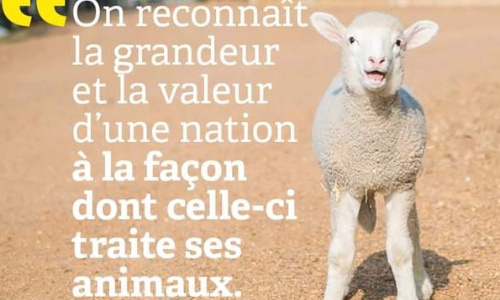 POUR QUE BRUXELLES INTERDISE L’ABATTAGE SANS ETOURDISSEMENT