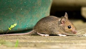 Sojam arrêtez les pièges à glu pour rongeurs !