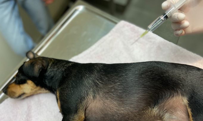 Pour proposer une réunion de la dernière chance en cas d’euthanasie de convenance d’un animale compagnie ou d’un équidé