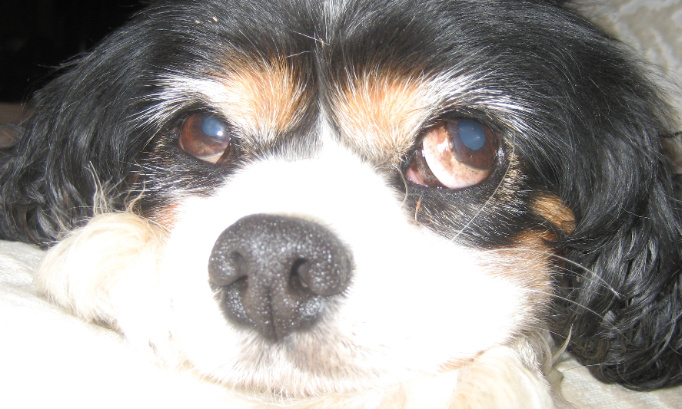 Il faut réduire la souffrance animale