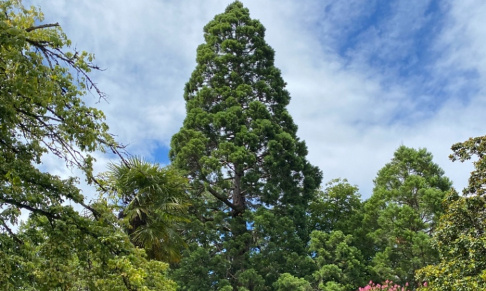 Arrêtons de couper nos arbres !