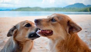 Faire cesser le traffic de la viande de chien en Indonésie