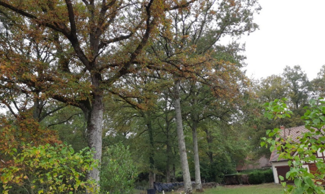 Le BOIS de la MOÏSE est en danger !