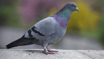 Stop à l'euthanasie des pigeons à Rouen par gazage au CO2 et mise en place de pigeonniers stérilisants