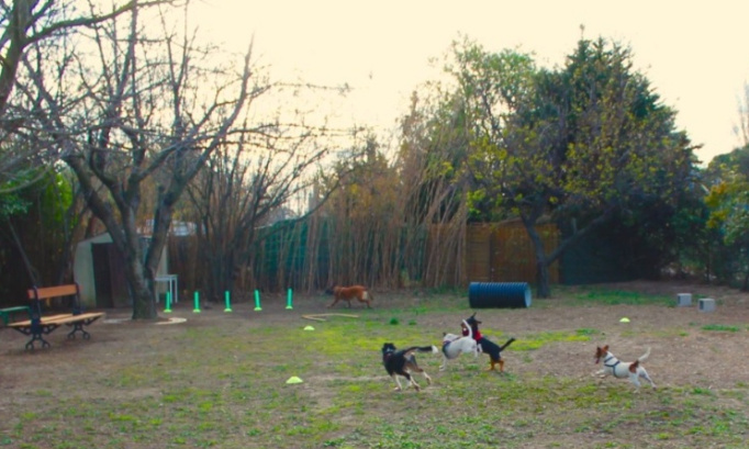Un parc canin pour une meilleure cohabitation