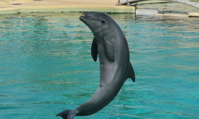 Non &agrave; cette interdition globale delphinariums zoos parcs aquatiques parcs animaliers cirques avec les aminaux