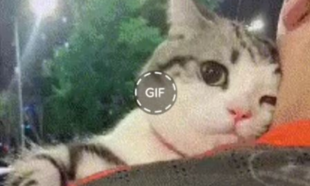 gfhfghfg