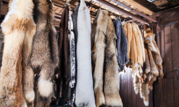 Stop à la vente de fourrure !