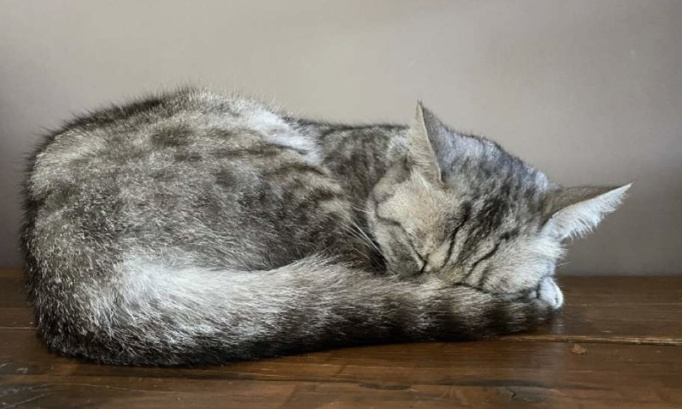 Justice pour la chatte Hermione !