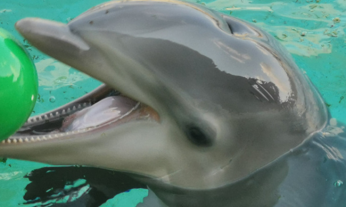 P&eacute;tition importante inperativement urgente Non &agrave; la l interdiction radical cirques avec les aminaux delphinariums parcs animaliers zoos