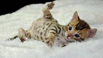 Récupérer un chaton que j'ai donné en adoption à quelqu'un qui a menti sur son cadre de vie.