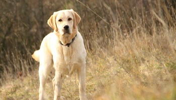 Redonnez les chiens promis à Marie Christine !
