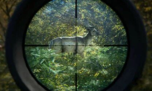 Un absurde nauséabond : STOP à  la chasse