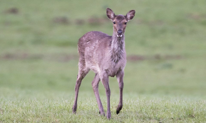 Pour une interdiction de la chasse en enclos en France