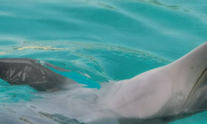 Non &agrave; cette loi inadmissible et radical non &agrave; cette interdition inadmissible et radical cirques avec les aminaux delphinariums parcs animaliers zoos