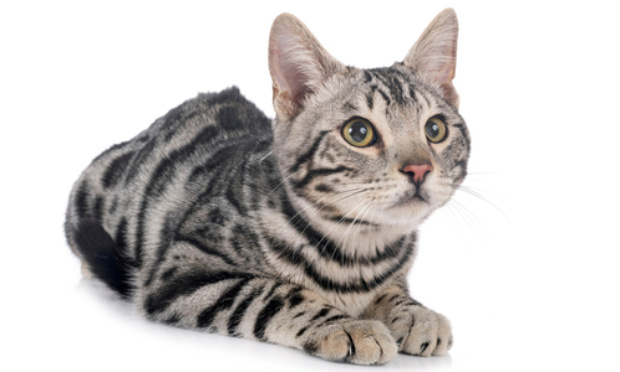 Justice pour Hermione !